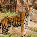 Tiger scared two men who trying to take a picture with It.