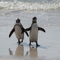 African Penguin