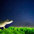 Cartoon croc watching stars