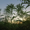 Cannabis