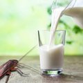 Cockroach next to glass of milk