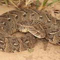 Puff Adder