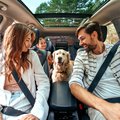 Family driving with dog/ iStock