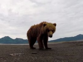 Bear slaps camera