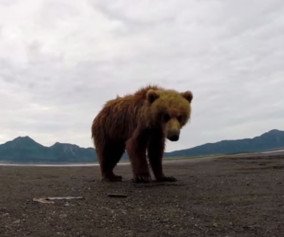 Bear slaps camera