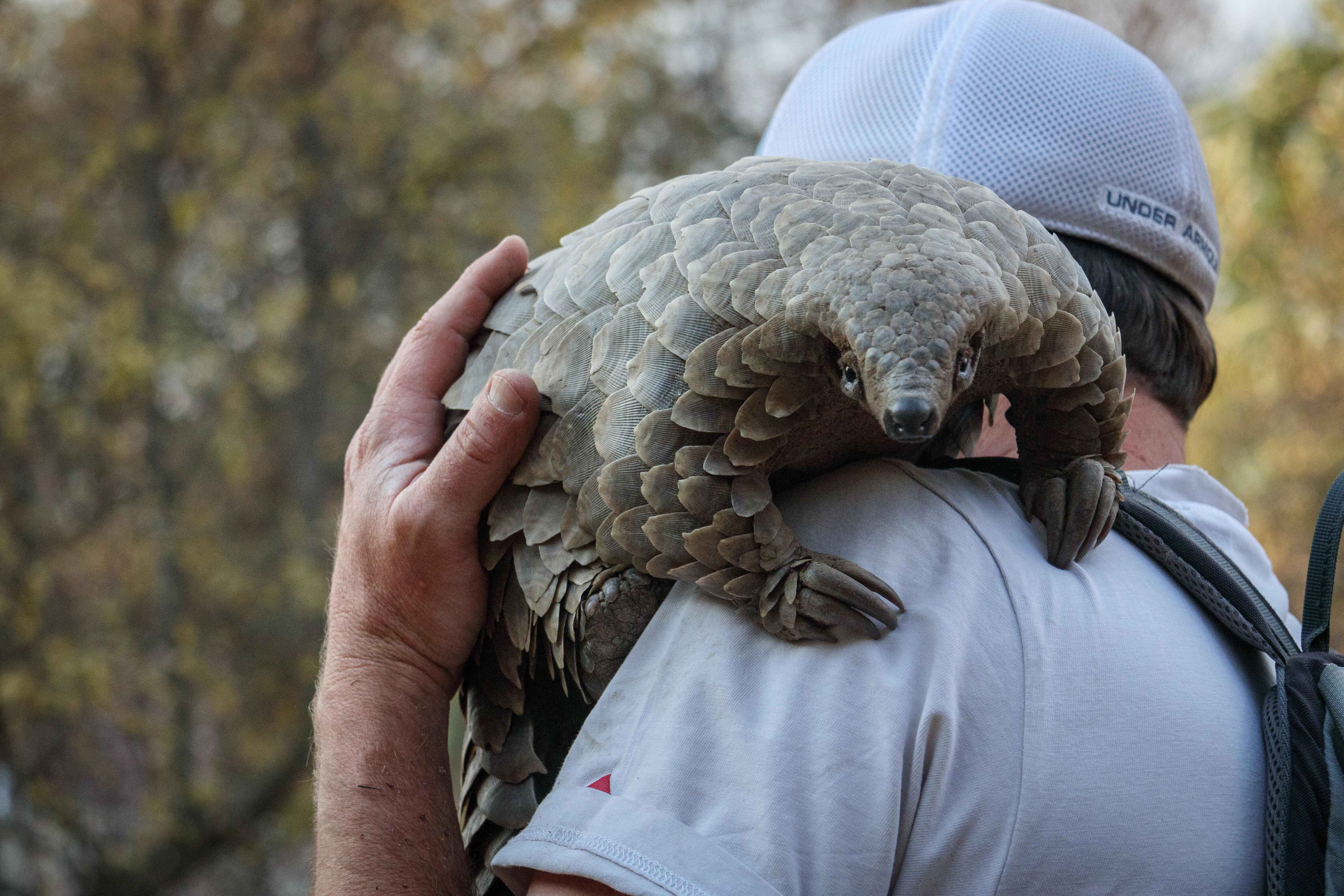 Pangolin KJ