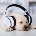 VIDEO: Research shows positive affect music has on dogs