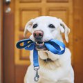 Leash dog