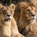 Lions