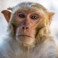 Macaque monkey