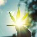 Marijuana leaf