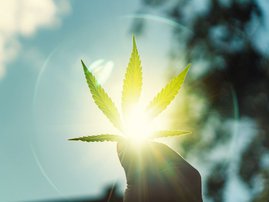 Marijuana leaf