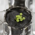 Space plant