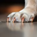 Dog claw