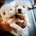 Romulus and Remus, six-month-old dire wolf pups