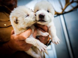 Romulus and Remus, six-month-old dire wolf pups