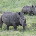 Two Rhino poachers killed