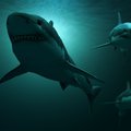 SCARY GREAT WHITE SHARK