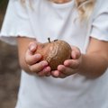 Toddler girl holding a rotten apple