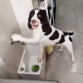 A black and white dog washes his toy in a wash basin