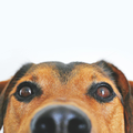 A closeup photo of a brown and black dog