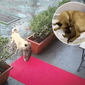 A dog carries her pup in her mouth and then nurses the pup