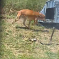 A dog runs frantically in presence of a snake