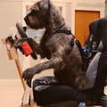 A dog steering a motorised wooden car
