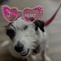 A dog wearing sunglasses that reads I Heart Market