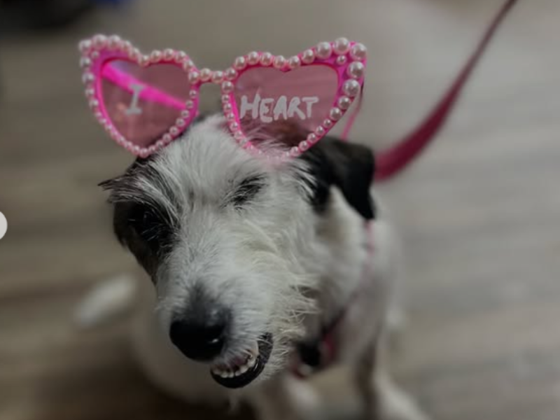 A dog wearing sunglasses that reads I Heart Market