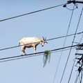 A goat standing on a high electrical line about to eat a patch of grass