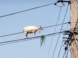 A goat standing on a high electrical line about to eat a patch of grass