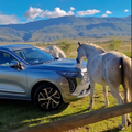 A white horse places mouth on the bonnet of a silver Haval