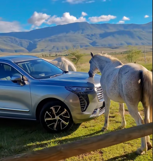 A white horse places mouth on the bonnet of a silver Haval