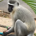 A monkey eating a cereal bar