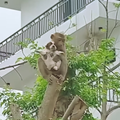 A monkey holds a puppy while sitting on a tree