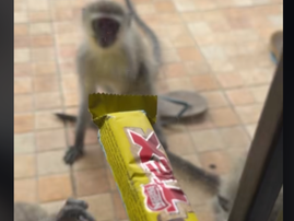 A monkey tries to grab a chocolate that is behind a glass door