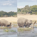 WATCH: An elephant and a crocodile get into an altercation, not a pretty ending...