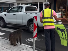 A patrolman helping baboons cross the road in Simonstown