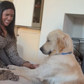 A pet mother smiles as she looks at her golden retriever praying