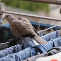 A pigeon walking over clothes on a clothes dryer