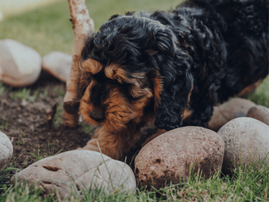 A puppy digging the ground under a small tree