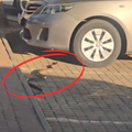 A snake approaches a parked vehicle at a shopping centre
