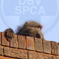 BABOON ON THE LOOSE BENONI