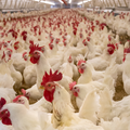 ‘Worst ever’ bird flu outbreak could lead to chicken shortage