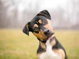 Curious dog