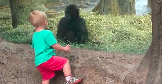 A child and gorilla playing hide-and-seek will melt your heart