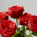 Five Red Roses organised in a bouquet