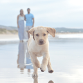 Labrador puppy running on a beach-min.png