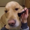 makeup dogs